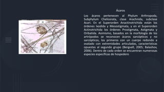 Ácaros
Los ácaros pertenecen al Phylum Arthropoda,
Subphylum Chelicerata, clase Arachnida, subclase
Acari. En el Superorden Anactinotrichida están los
órdenes Ixodida y Mesostigmata, y en el Superorden
Actinotrichida los órdenes Prostigmata, Astigmata y
Oribatida. Asimismo, basados en la morfología de los
artrópodos se reconocen ácaros sarcópticos y no
sarcópticos, los primeros con un cuerpo redondo a
ovalado con extremidades articuladas, características
opuestas al segundo grupo (Bergvall, 2005; Balashov,
2006). Dentro de cada orden se encuentran numerosas
especies específicas de hospedero
 