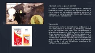 ¿Qué es la sarna en ganado bovino?
La sarna es una dermatitis causada por una infestación
cutánea de ácaros (acariasis). Su manifestación es el
efecto directo de los parásitos cuando se alimentan o
excavan en la piel y la reacción alérgica del huésped a
sus excreciones y secreciones.
Tratamiento
El tratamiento indicado contra la sarna en bovinos es el
baño con productos acaricidas (ej. Amitraz) y también
el uso de antiparasitarios inyectables pertenecientes a
la familia de las avermectinas. La ivermectina, utilizada
desde su aparición en 1981 en forma masiva para el
control de los nematodos gastrointestinales, es una
alternativa de primera elección para el tratamiento de
la sarna. Una sola aplicación de la ivermectina a la dosis
de 0.2 mg/kg (1 mL cada 50 kg) logra una eficacia del
100% en bovinos afectados.
 