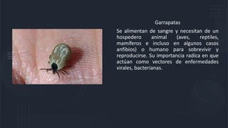 Garrapatas
Se alimentan de sangre y necesitan de un
hospedero animal (aves, reptiles,
mamíferos e incluso en algunos casos
anfibios) o humano para sobrevivir y
reproducirse. Su importancia radica en que
actúan como vectores de enfermedades
virales, bacterianas.
 