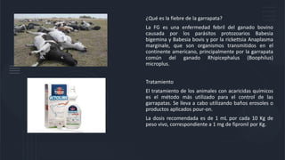 ¿Qué es la fiebre de la garrapata?
La FG es una enfermedad febril del ganado bovino
causada por los parásitos protozoarios Babesia
bigemina y Babesia bovis y por la rickettsia Anaplasma
marginale, que son organismos transmitidos en el
continente americano, principalmente por la garrapata
común del ganado Rhipicephalus (Boophilus)
microplus.
Tratamiento
El tratamiento de los animales con acaricidas químicos
es el método más utilizado para el control de las
garrapatas. Se lleva a cabo utilizando baños erosoles o
productos aplicados pour-on.
La dosis recomendada es de 1 mL por cada 10 Kg de
peso vivo, correspondiente a 1 mg de fipronil por Kg.
 