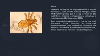 Piojos
Dentro de los insectos, los piojos pertenecen al Phylum
Arthropoda, clase Insecta, subclase Pterigota, orden
Phithiraptera (piojos), que a su vez se divide en dos
subórdenes: Anoplura o «chupadores» y Mallophaga o
«masticadores» (Cortina y Jones, 2006).
Estos ectoparásitos realizan todo el ciclo de vida en el
hospedero, donde dependen de condiciones
medioambientales como temperatura y humedad. Las
hembras sexualmente maduras realizan la oviposición,
donde las larvas son liberadas a través del opérculo.
 
