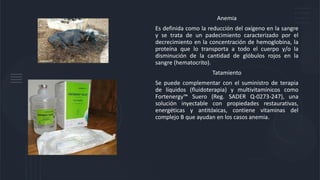 Anemia
Es definida como la reducción del oxígeno en la sangre
y se trata de un padecimiento caracterizado por el
decrecimiento en la concentración de hemoglobina, la
proteína que lo transporta a todo el cuerpo y/o la
disminución de la cantidad de glóbulos rojos en la
sangre (hematocrito).
Tatamiento
Se puede complementar con el suministro de terapia
de líquidos (fluidoterapia) y multivitamínicos como
Fortenergy™ Suero (Reg. SADER Q-0273-247), una
solución inyectable con propiedades restaurativas,
energéticas y antitóxicas, contiene vitaminas del
complejo B que ayudan en los casos anemia.
 