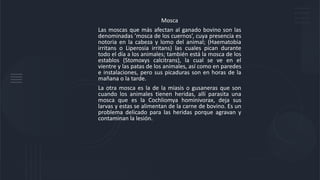 Mosca
Las moscas que más afectan al ganado bovino son las
denominadas ’mosca de los cuernos’, cuya presencia es
notoria en la cabeza y lomo del animal; (Haematobia
irritans o Liperosia irritans) las cuales pican durante
todo el día a los animales; también está la mosca de los
establos (Stomoxys calcitrans), la cual se ve en el
vientre y las patas de los animales, así como en paredes
e instalaciones, pero sus picaduras son en horas de la
mañana o la tarde.
La otra mosca es la de la miasis o gusaneras que son
cuando los animales tienen heridas, allí parasita una
mosca que es la Cochliomya hominivorax, deja sus
larvas y estas se alimentan de la carne de bovino. Es un
problema delicado para las heridas porque agravan y
contaminan la lesión.
 