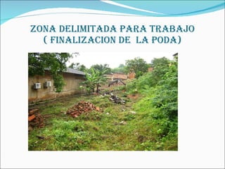ZONA DELIMITADA PARA TRABAJO ( FINALIZACION DE  la PODA) 