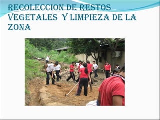 RECOLECCION DE RESTOS VEGETALES  Y LIMPIEZA DE LA ZONA 
