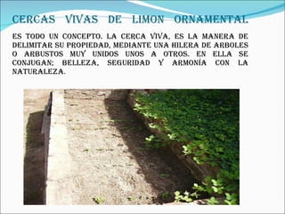 CERCAS VIVAS DE LIMON ORNAMENTAL Es todo un concepto. La Cerca Viva, es la manera de delimitar su propiedad, mediante una hilera de arboles o arbustos muy unidos unos a otros. En ella se conjugan; belleza, seguridad y armonía con la naturaleza . 