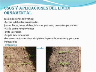 USOS Y APLICACIONES DEL LIMON ORNAMENTAL  Las aplicaciones son varias: -Cercar y delimitar propiedades (casas, fincas, lotes, clubes, fabricas, potreros, proyectos pecuarios) -Actúa como rompe vientos -Evita la erosión -Regula la temperatura -Por su estructura espinosa impide el ingreso de animales y personas indeseables -Decorativo -Reemplaza a las cercas tradicionales por su bajo costo y eficiencia 