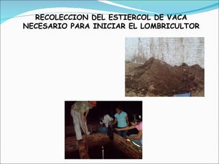 RECOLECCION DEL ESTIERCOL DE VACA NECESARIO PARA INICIAR EL LOMBRICULTOR 