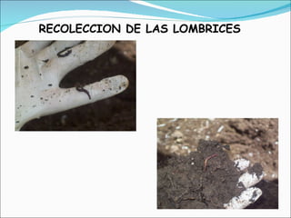 RECOLECCION DE LAS LOMBRICES 