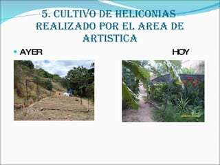 5. CULTIVO DE HELICONIAS  REALIZADO POR EL AREA DE ARTISTICA AYER  HOY 
