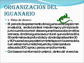 ORGANIZACIÓN DEL IGUANARIO 1. Sitios de desove: El periodo de apareamiento de la iguana verde (espécimen en estudio),  se da durante el mes de mayo y principios de junio cuando ocurre el desove que se lleva a cabo en sitios arenosos, donde la iguana cava un túnel que va de los 20 a 50 centímetros de profundidad y donde deposita entre 30 y 60 huevos los que posteriormente tapa con la arena de la cual extraen la humedad requerida y la temperatura adecuada (30ºC aprox.) para su empolla miento.  Con base en la información anterior, dentro del vivero las  