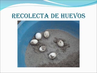 RECOLECTA DE HUEVOS 