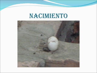NACIMIENTO 