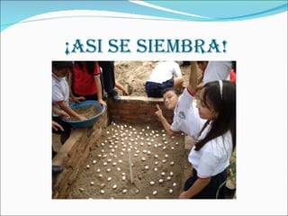 ¡ASI SE SIEMBRA! 