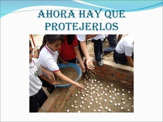 AHORA HAY QUE PROTEJERLOS 