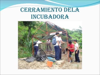 CERRAMIENTO DELA INCUBADORA 