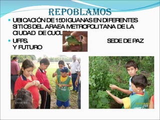 REPOBLAMOS UBICACIÓN DE 150 IGUANAS EN DIFERENTES SITIOS DEL ARAEA METROPOLITANA DE LA CIUDAD  DE CUCUTA UFPS.  SEDE DE PAZ Y FUTURO 