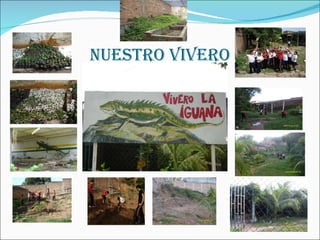 NUESTRO VIVERO 