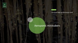 Aeroponic minitubers
Certified high performance seed
 