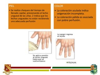 PIEL
• Se realiza chequeo del tiempo de
llenado capilar, presionando el lecho
ungueal de las uñas. 2 indica que los
lechos ungueales no están recibiendo
una adecuada perfusión
COLOR
• La coloración azulada indica
oxigenación incompleta.
• La coloración pálida es asociada
con pobre perfusión.
 