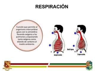 RESPIRACIÓN
Función que permite al
organismo intercambiar
gases con la atmósfera
llevando oxígeno a los
pulmones y expulsando
tanto oxígeno como
dióxido de carbono al
medio ambiente.
 