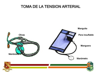 Manguito
Pera insuflable
Manguera
Manómetro
Olivas
Membrana
TOMA DE LA TENSION ARTERIAL
 