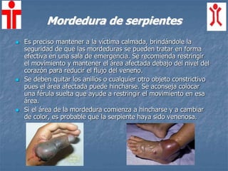  Es preciso mantener a la víctima calmada, brindándole la
seguridad de que las mordeduras se pueden tratar en forma
efectiva en una sala de emergencia. Se recomienda restringir
el movimiento y mantener el área afectada debajo del nivel del
corazón para reducir el flujo del veneno.
 Se deben quitar los anillos o cualquier otro objeto constrictivo
pues el área afectada puede hincharse. Se aconseja colocar
una férula suelta que ayude a restringir el movimiento en esa
área.
 Si el área de la mordedura comienza a hincharse y a cambiar
de color, es probable que la serpiente haya sido venenosa.
Mordedura de serpientes
 