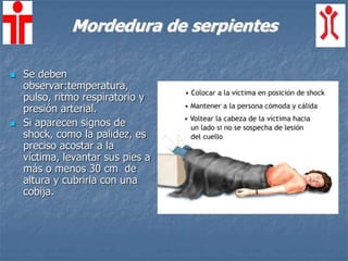 Mordedura de serpientes
 Se deben
observar:temperatura,
pulso, ritmo respiratorio y
presión arterial.
 Si aparecen signos de
shock, como la palidez, es
preciso acostar a la
víctima, levantar sus pies a
más o menos 30 cm de
altura y cubrirla con una
cobija.
 
