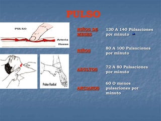PULSO
NIÑOS DE
MESES
130 A 140 Pulsaciones
por minuto
NIÑOS
80 A 100 Pulsaciones
por minuto
ADULTOS
72 A 80 Pulsaciones
por minuto
ANCIANOS
60 O menos
pulsaciones por
minuto
 