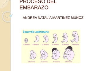 PROCESO DEL 
EMBARAZO 
ANDREA NATALIA MARTINEZ MUÑOZ 
 