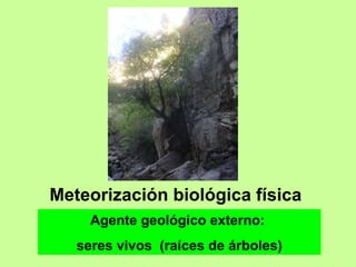 Meteorización biológica física  Agente geológico externo:  seres vivos  (raíces de árboles) 