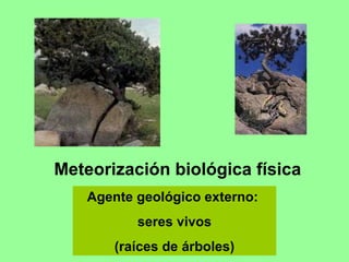Meteorización biológica física  Agente geológico externo:  seres vivos (raíces de árboles) 
