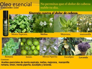 Oleo esencialContenido: 10ml
Contiene:
Aceites esenciales de menta espicata, melisa, mejorana, manzanilla
romana, limón, menta piperita, eucalipto y lavanda.
No permitas que el dolor de cabeza
nuble tu día.
Sinergía contra el dolor de cabeza.
Menta Espicata, Melisa manzanillaMejorana,
limón.Romana LavandaMenta Piperita Eucalipto
 