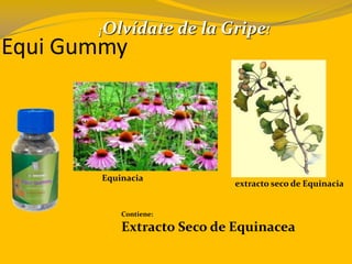 Contiene:
Extracto Seco de Equinacea
¡Olvídate de la Gripe!
Equinacia
extracto seco de Equinacia
Equi Gummy
 