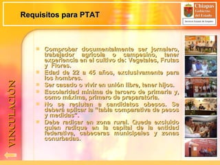 Requisitos para PTAT Comprobar documentalmente ser jornalero, trabajador agrícola o campesino, tener experiencia en el cultivo de: Vegetales, Frutas y  Flores. Edad de 22 a 45 años, exclusivamente para los hombres. Ser casado o vivir en unión libre, tener hijos.  Escolaridad mínima de tercero de primaria y, como máxima, primero de preparatoria.  No se reclutan a candidatos obesos. Se deberá aplicar la “tabla comparativa de pesos y medidas”.  Debe radicar en zona rural. Queda excluido quien radique en la capital de la entidad federativa, cabeceras municipales y zonas conurbadas. VINCULACIÓN 