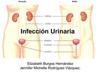 Infección Urinaria
Elizabeth Burgos Hernández
Jennifer Michelle Rodríguez Vázquez.
 