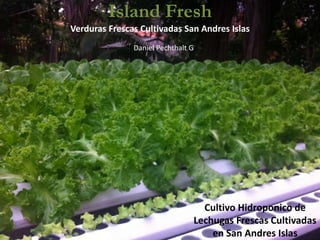 Cultivo Hidroponico de
Lechugas Frescas Cultivadas
en San Andres Islas
Island Fresh
Verduras Frescas Cultivadas San Andres Islas
Daniel Pechthalt G
 