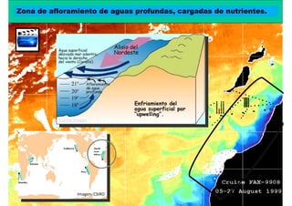 Zona de afloramiento de aguas las costas Canarias
                 Santuario de profundas, cargadas de nutrientes.




          Fuente imagen




                  Imagen: CSIRO
 