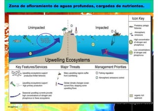 Zona de afloramiento de aguas profundas, cargadas de nutrientes.
                   Santuario de las costas Canarias




Imagénes: IAN. Maryland University.
 
