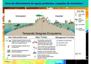 Zona de afloramiento de aguas profundas, cargadas de nutrientes.
                   Santuario de las costas Canarias




Imagénes: IAN. Maryland University.
 
