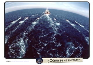 Imagen: Ocean Conservation Research
 