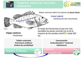 Mayor amenaza sobre las especies de peces óseos.
                                                          Línea Lateral
                                                             Coordinación del movimiento.




Imagen: Almediam                            El rango de frecuencias al que son más
                                            sensibles los peces coincide con el de la
   Vejiga natatoria                                                      A13
                                            mayoría de los sonidos sísmicos, hasta 500
          Flotabilidad                      Hz.

                     Tejidos corporales                         Comunicación
                    Estructuras auditivas                 Ecolocalización (* cetáceos)
                   Umbral de sensibilidad                        Subsistencia

                                                  Daños
   Daños Físicos
                                                  Perceptivos
 