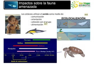 Los cetáceos utilizan el sonido como medio de:             A16
                             - comunicación
                             - orientación                     ECOLOCALIZACIÓN
                             - cohesión con el grupo
                             - alimentación A17



Imagen: WAI MING


                                                     A18
                                                                       Imagen: Askabiologist
 
