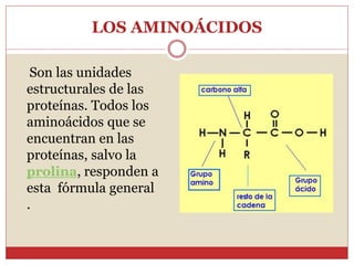 LOS AMINOÁCIDOS 
Son las unidades 
estructurales de las 
proteínas. Todos los 
aminoácidos que se 
encuentran en las 
prot...