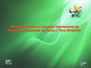 Convenciónsobre el ComercioInternacional de EspeciesAmenazadas de Fauna y Flora Silvestres 