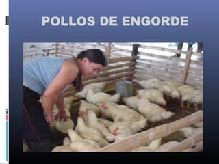 POLLOS DE ENGORDE
 