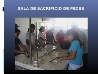 SALA DE SACRIFICIO DE PECES
 