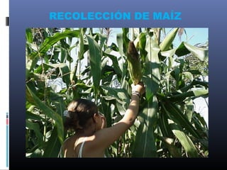 RECOLECCIÓN DE MAÍZ
 