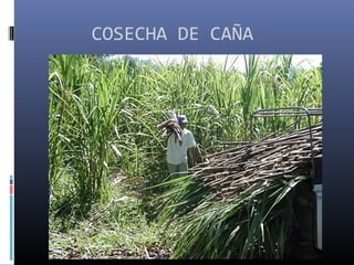 COSECHA DE CAÑA
 