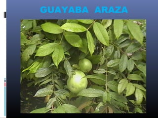 GUAYABA ARAZA
 